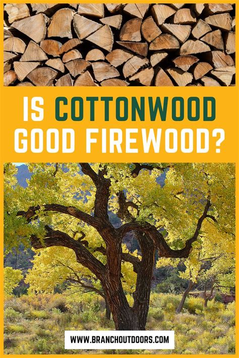 Is Cottonwood Good Firewood In 2023 Cottonwood Fast Growing Trees