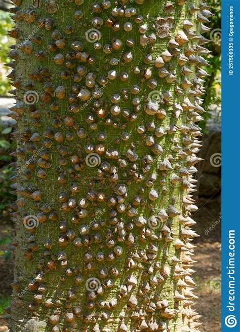 Chorisia Speciosa Trunk Thorns Ceiba Speciosa Silk Floss Tree With