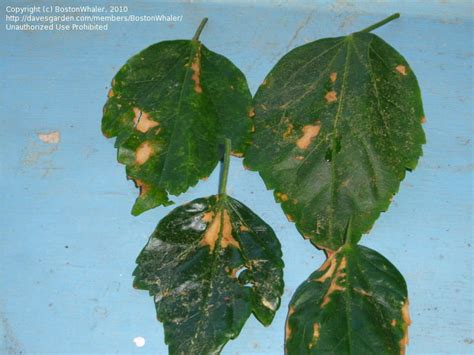 I just thought i'd pass the tip along in case anyone else was having that problem. Article: Tropical Hibiscus - Fragile, Fleeting, and ...