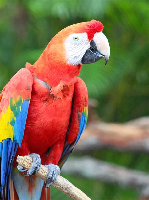 We did not find results for: Parrot - Free Jigsaw Puzzles Online