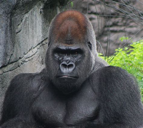 Silverback Gorilla Flickr Photo Sharing Primates Mammals Animals