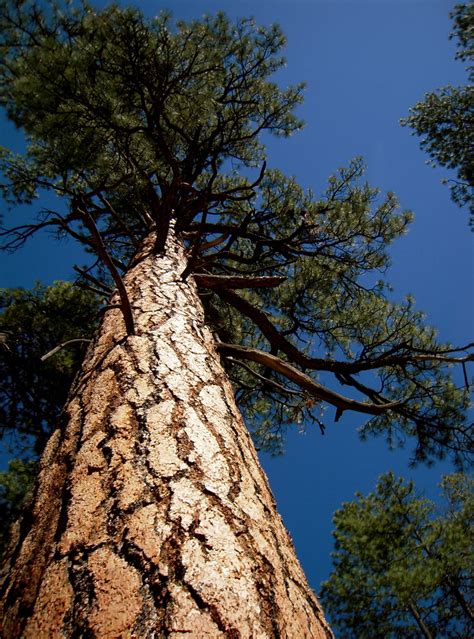 Ponderosa Pine Old Growth Ponderosa Pine Forest In Southwe Flickr