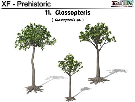 Glossopteris Glossopteris Sp Trinity Animation Prehistoric Plants
