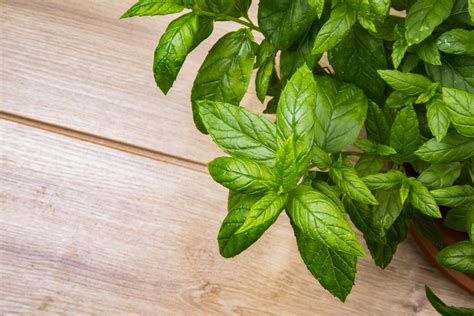 Peppermint Herb Free Stock Photo Public Domain Pictures