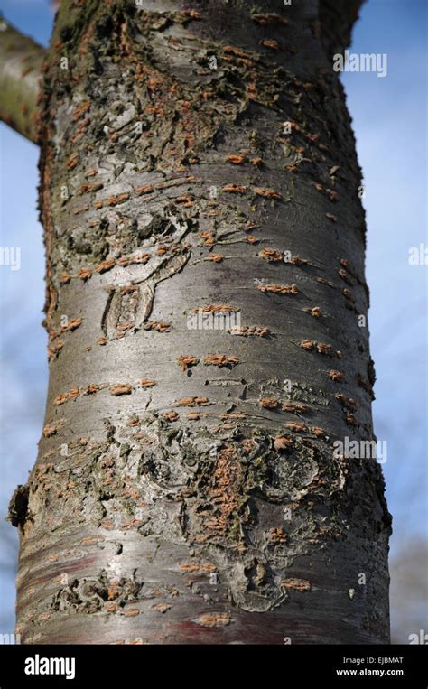 Flowering Cherry Tree Bark Hi Res Stock Photography And Images Alamy