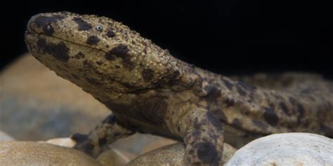 The japanese giant salamander is the second largest amphibian living today, exceeded only by the closely related chinese giant salamander. Featured Creature: Japanese Giant Salamander | Smithsonian ...