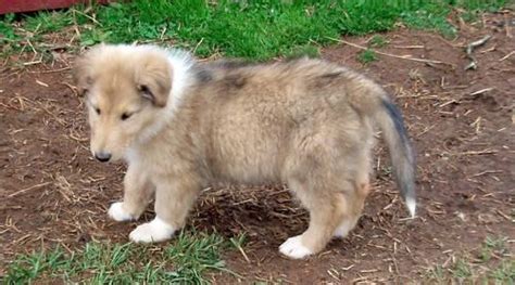 Akc Collie Lassie Dog 1 Male Puppy Just So Loveable For Sale In