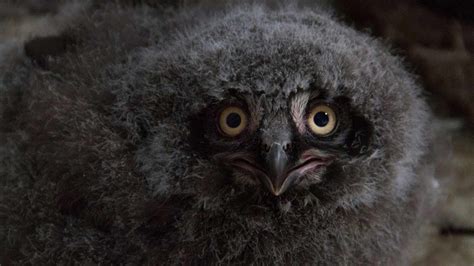 Four Snowy Owl Chicks Hatched At The Tulsa Zoo