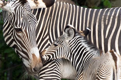 Zoo Miami Sanctuary Welcomes Births Of Six Animals From Endangered