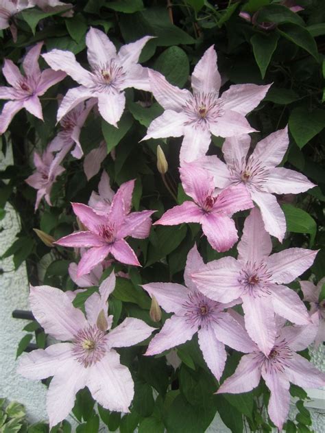 These begin blooming in june, and include 'nelly moser. Pin on Flowers