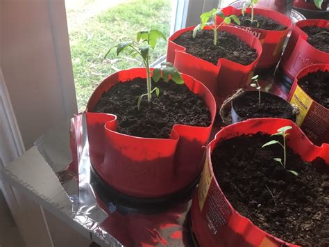 Starting Tomato Plants In Coffee Cans Thriftyfun