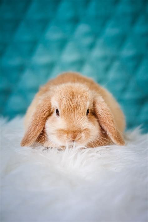 Bunny Pictures Hq Download Free Images On Unsplash