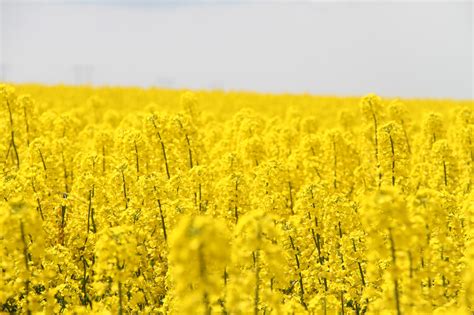 Wallpaper Landscape Food Field Yellow Rapeseed Countryside Rape