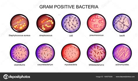 They and the firmicutes are referred to as the high and low g+c groups. Bacteria grampositiva - EcuRed