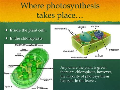 Photosynthesis, the process by which green plants and certain other organisms transform light energy into chemical energy. PPT - Photosynthesis PowerPoint Presentation - ID:2924047