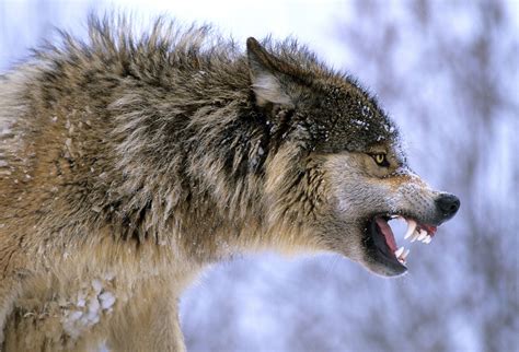 Gray Wolf Snarling Wolf Dog Wolf Photography Wolf Growling