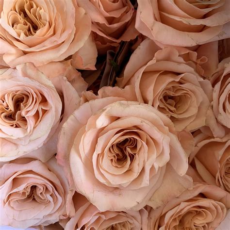 Shimmer Roses | Florabundance Wholesale Flowers