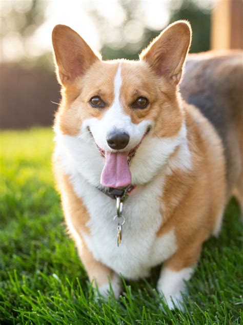 Chia Sẻ Hơn 90 ảnh Corgi Siêu đẹp Co Created English