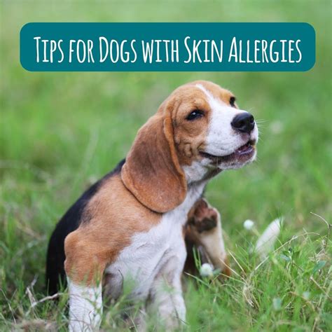 Tips To Help Dog Skin Allergies Naturo Pet Foods