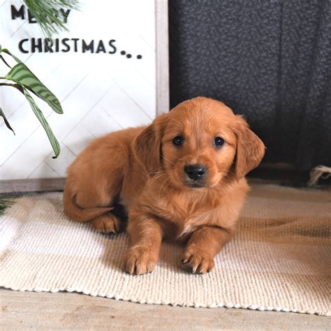 Lancaster Puppies Maryland