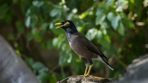 Myna Bird Sounds Effect Free Download Common Myna Sounds Effect