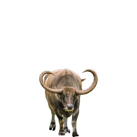 Animal Horns Png Bestand Png All