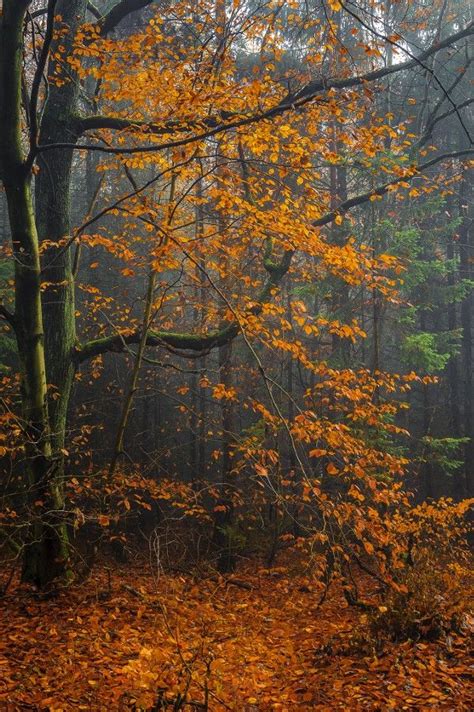 ⊕ Landscapes ⊕ Radivs ⊕ Animals ⊕ Autumn Art Autumn Forest