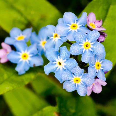 Pictures Of Blue Forget Me Not Flowers Best Flower Site