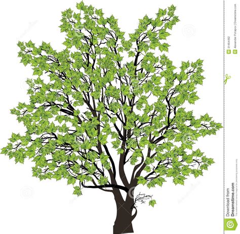 Large Green Maple Tree Isolated On White Stock Vector Illustration Of