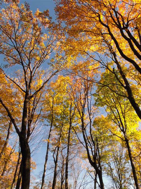Free Images Landscape Tree Nature Branch Boardwalk Hiking Trail