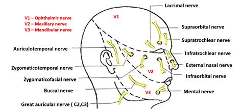 Face Nerve Supply Anatomy Qa