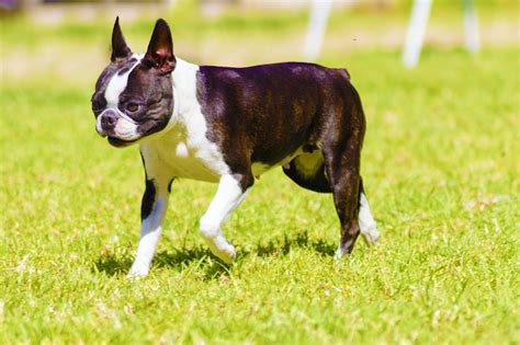 Boston Terrier Dog Breed Facts And Information Wag Dog Walking