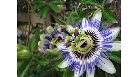 Passion Flower Wallpapers Wallpaper Cave