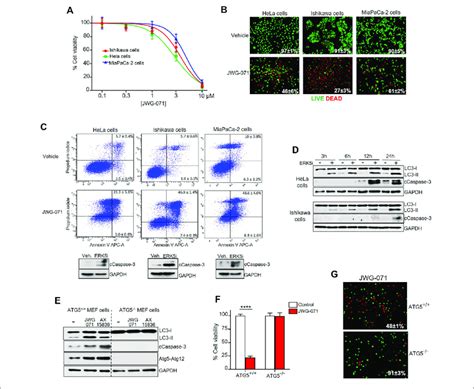 Erk5 Inhibition Induces Autophagy Mediated Apoptotic Cancer Cell