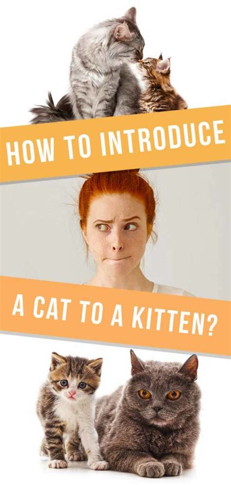 How To Introduce A Cat To A Kitten The Best Tips And Advice
