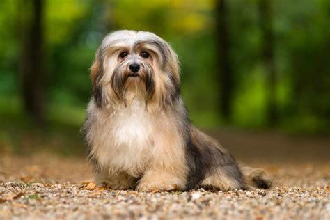 11 Small Hypoallergenic Dog Breeds