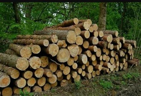 Timber Logs In Kanpur लकड़ी के लॉग्स कानपुर Uttar Pradesh Timber Logs Price In Kanpur
