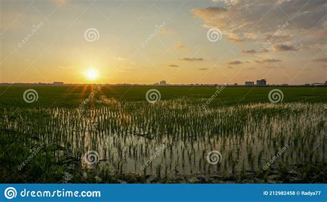Beautiful Landscape Around Rice Paddy Field During Sunset In Sekinchan