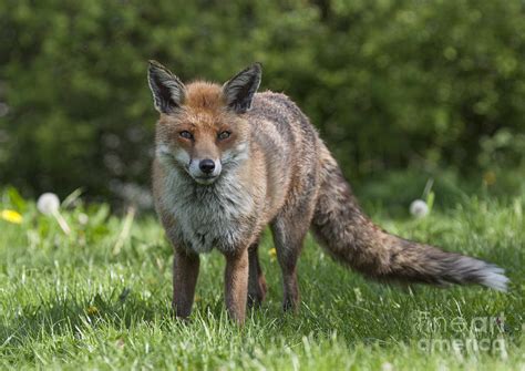 English Red Fox Photograph By Philip Pound Fine Art America