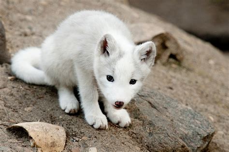 Uncertain Fox Pups Baby Arctic Fox Baby Animals