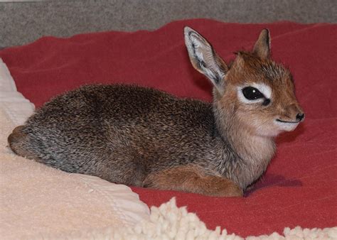 Valentino A Baby Antelope Born On Valentines Day At Brookfield Zoo