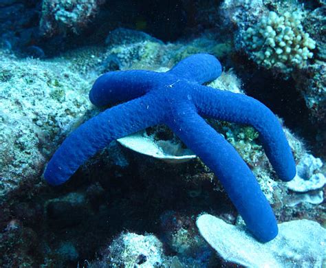 Royalty Free Blue Sea Starfish Pictures Images And Stock Photos Istock