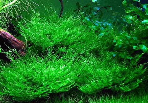 Tanaman aquascape tanpa co2 yang kedua adalah java vern yang sering disebut dengan tanaman ganggang, perawatan java vern sangat mudah dan bisa hidup didalam tank aquascape jika terkena sedikit cahaya untuk proses fotosintesis, nantinya tanaman ini akan dijadikan tempat bermain ikan dan udang serta sebagai tempat bertelur ataupun tempat persembunyian anakan ikan kecil meskipun tanpa co2 injections. Jenis Tanaman Aquascape yang Tidak Memerlukan CO2 ...
