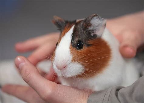 7 Tips For Keeping A Single Guinea Pig Happy Pocket Sized Pets