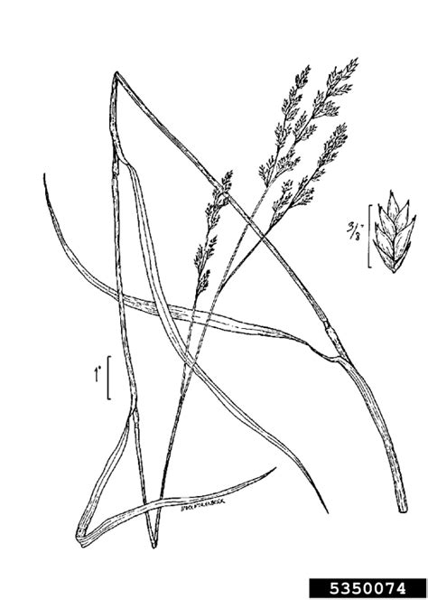 Tall Fescue Festuca Arundinacea Cyperales Poaceae 5350074