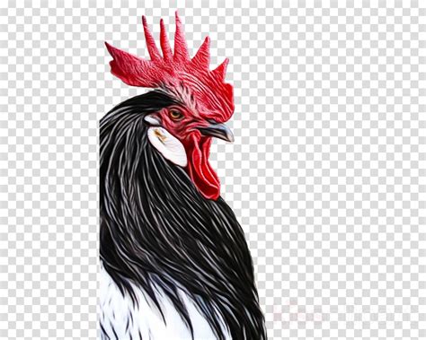 Feather Clipart Chicken Rooster Bird Transparent Clip Art