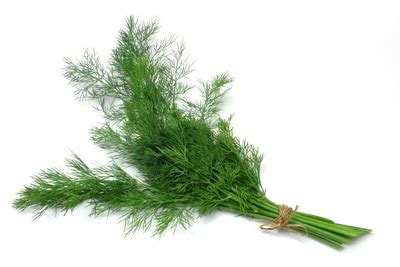 Knowing when to harvest dill is important but there are differences of opinions on when this is. Dill (Gastronomie-Bund) - fruits & friends