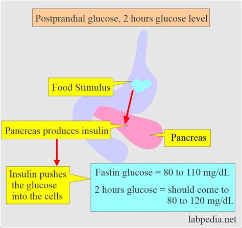 Diabetes Mellitus And Glucose After 2 Hours Of The Meal Postprandial