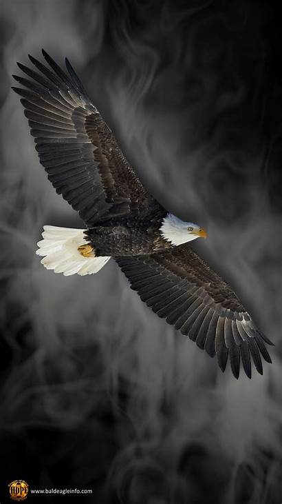 Eagle Wallpapers Android Mobile Phone Bald Eagles