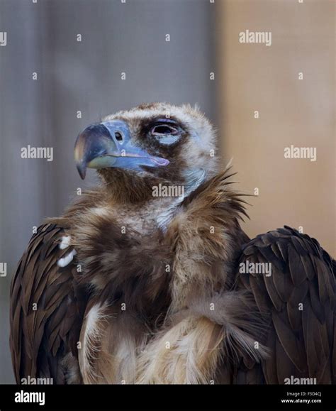 Cinereous Vulture Close Up Stock Photo Alamy